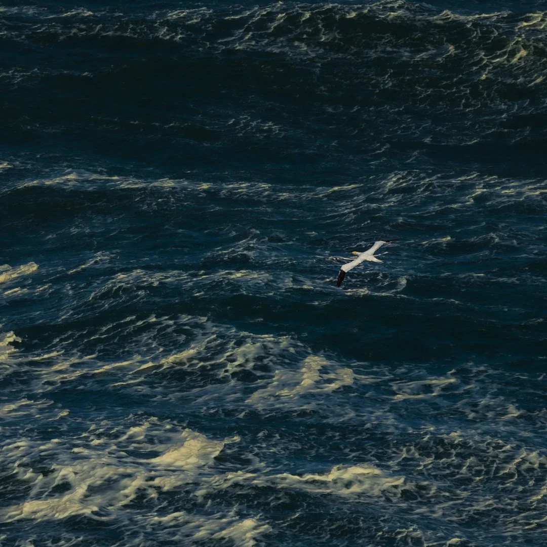 fou-de-bassan-dans l-ocean.jpeg
