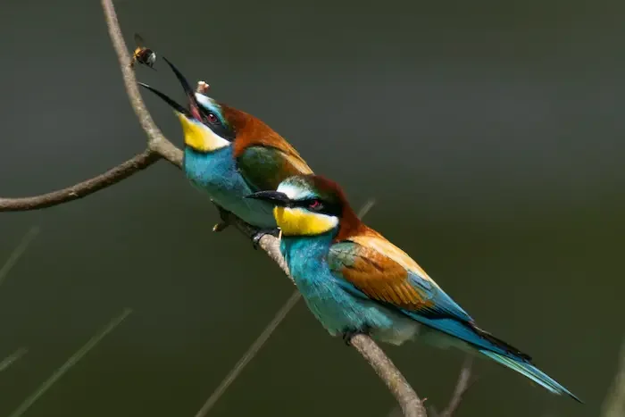 Guêpiers d'Europe, l'oiseau multicolore