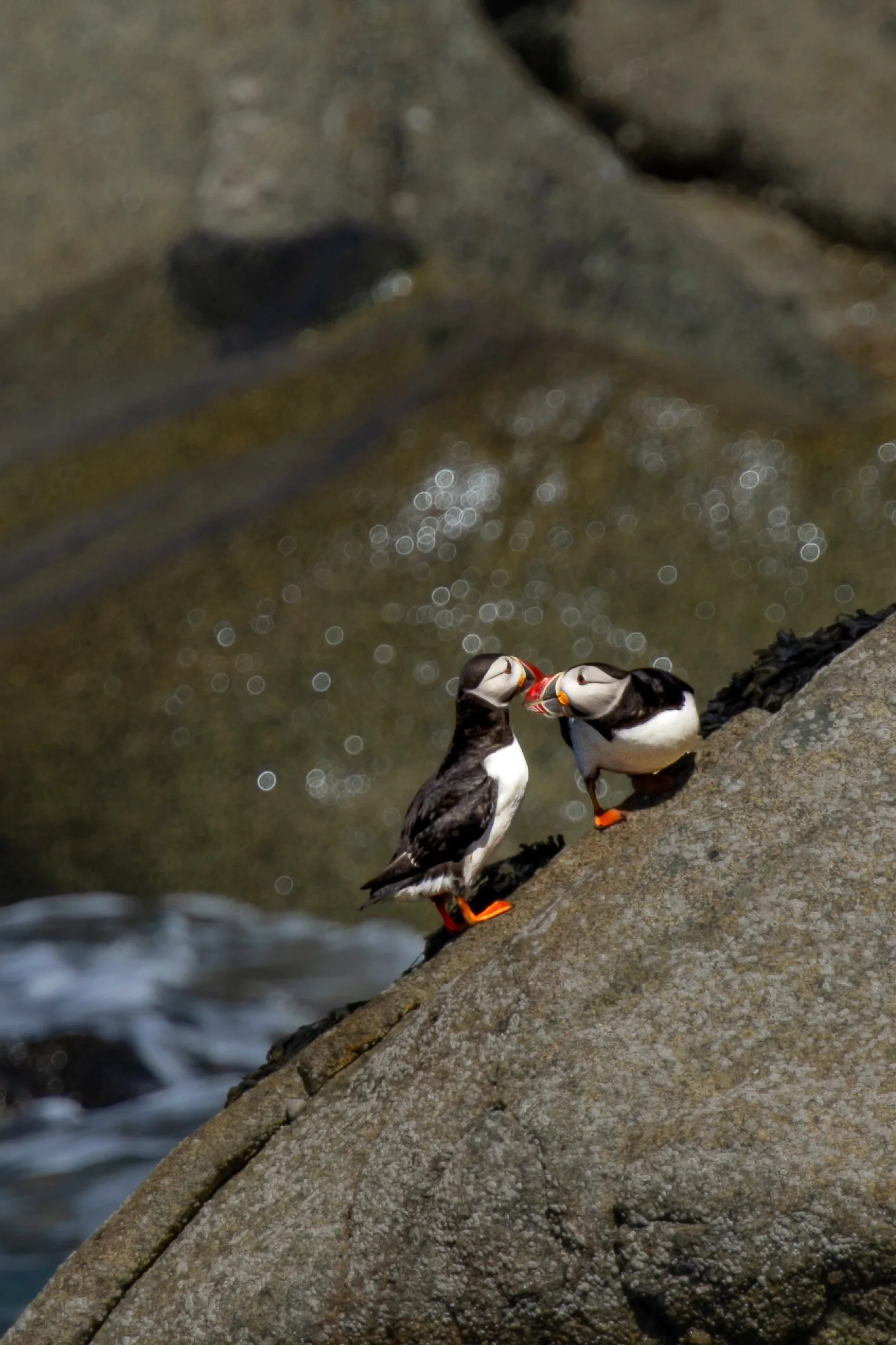 Couple-de-macareux-moines.jpg