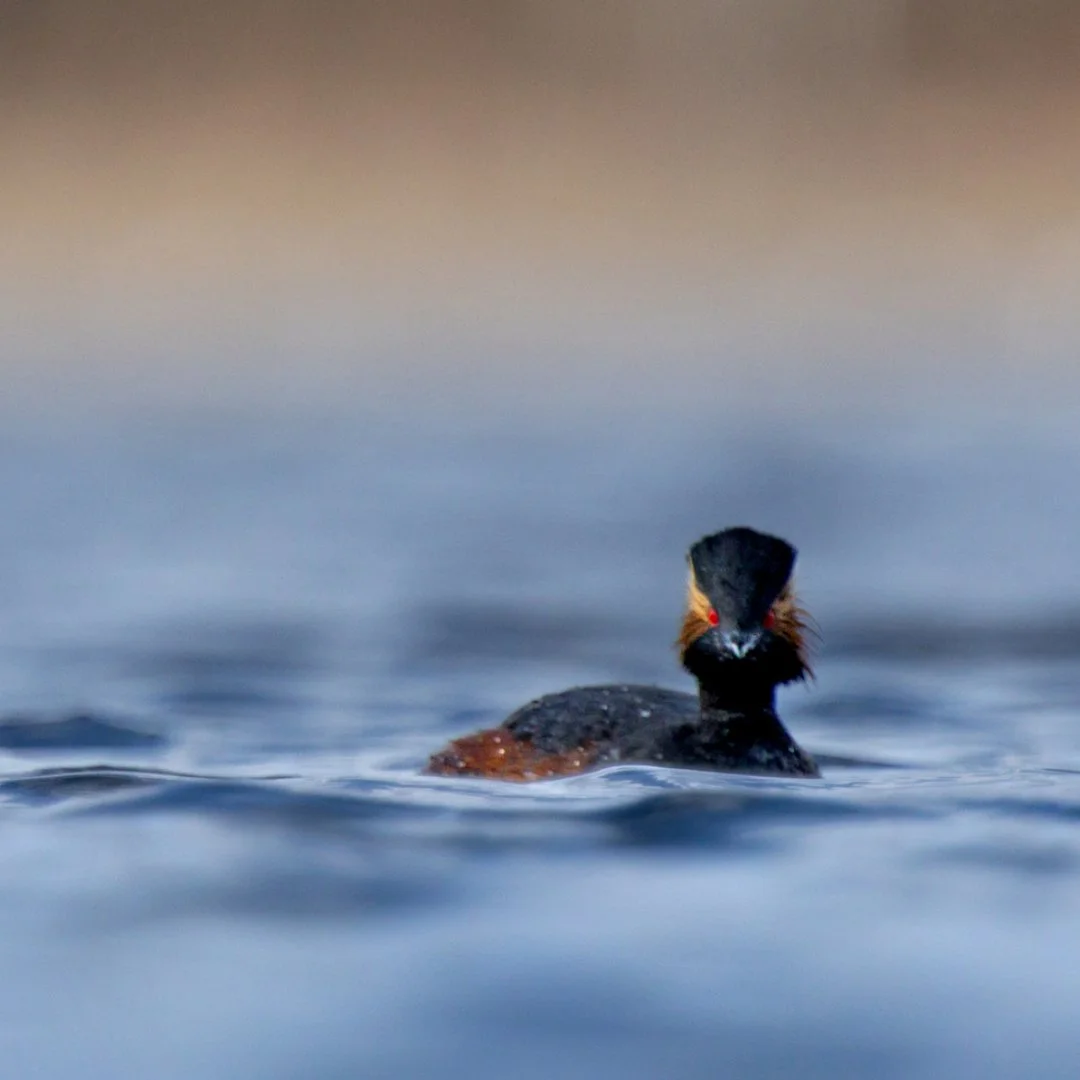 grebe-a-cou-noir-detail.jpeg