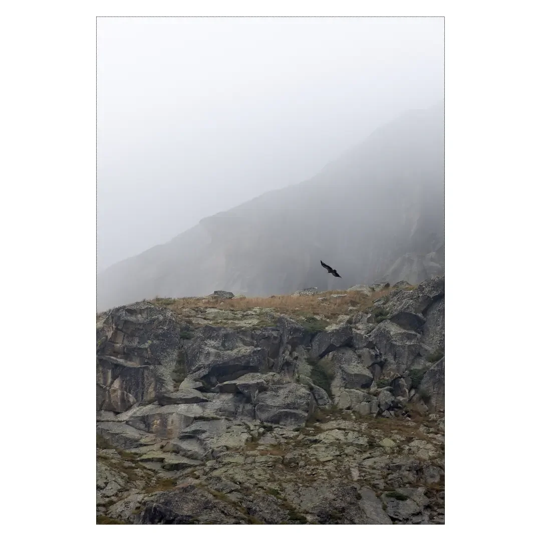 Vautour fauve devant la montagne, Haute-Maurienne