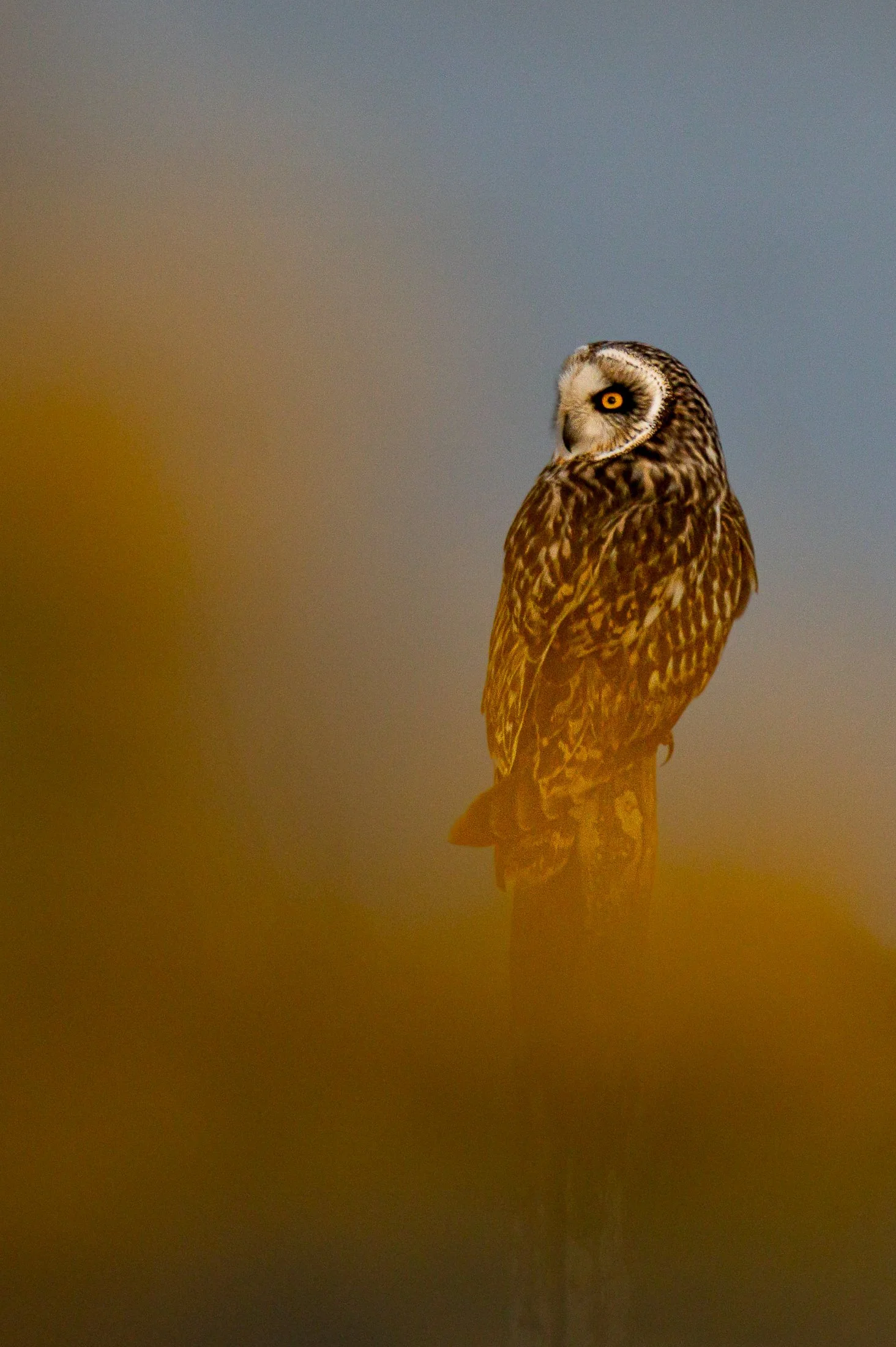 Hibou-des-marais-dans-les-genets.jpg