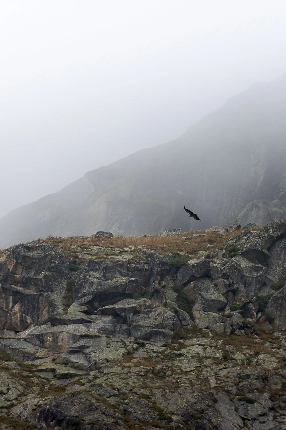 Vautour fauve devant la montagne