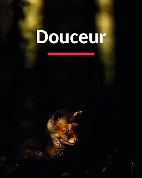 Renardeau roux, dans un rayon de lumière