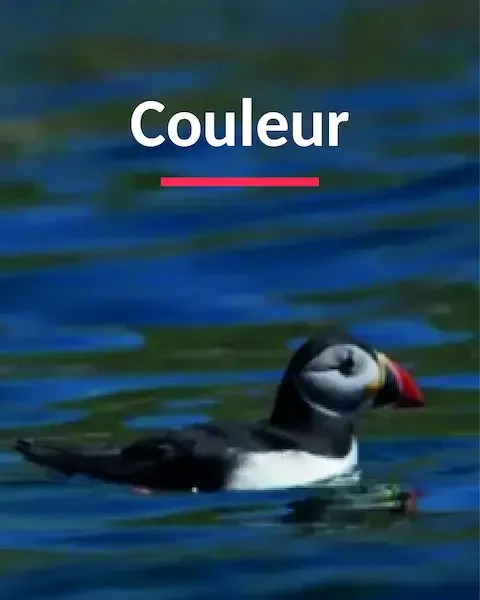 Macareux moine posé sur la mer