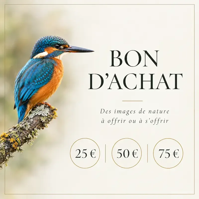 Carte cadeau