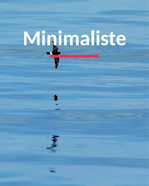 Océanite en vol au dessus d'une mer d'huile