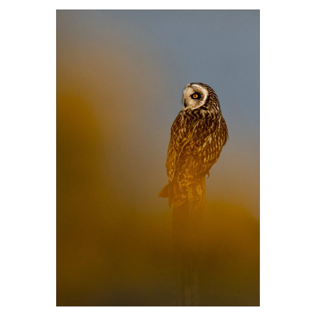 Hibou des marais dans les genêts