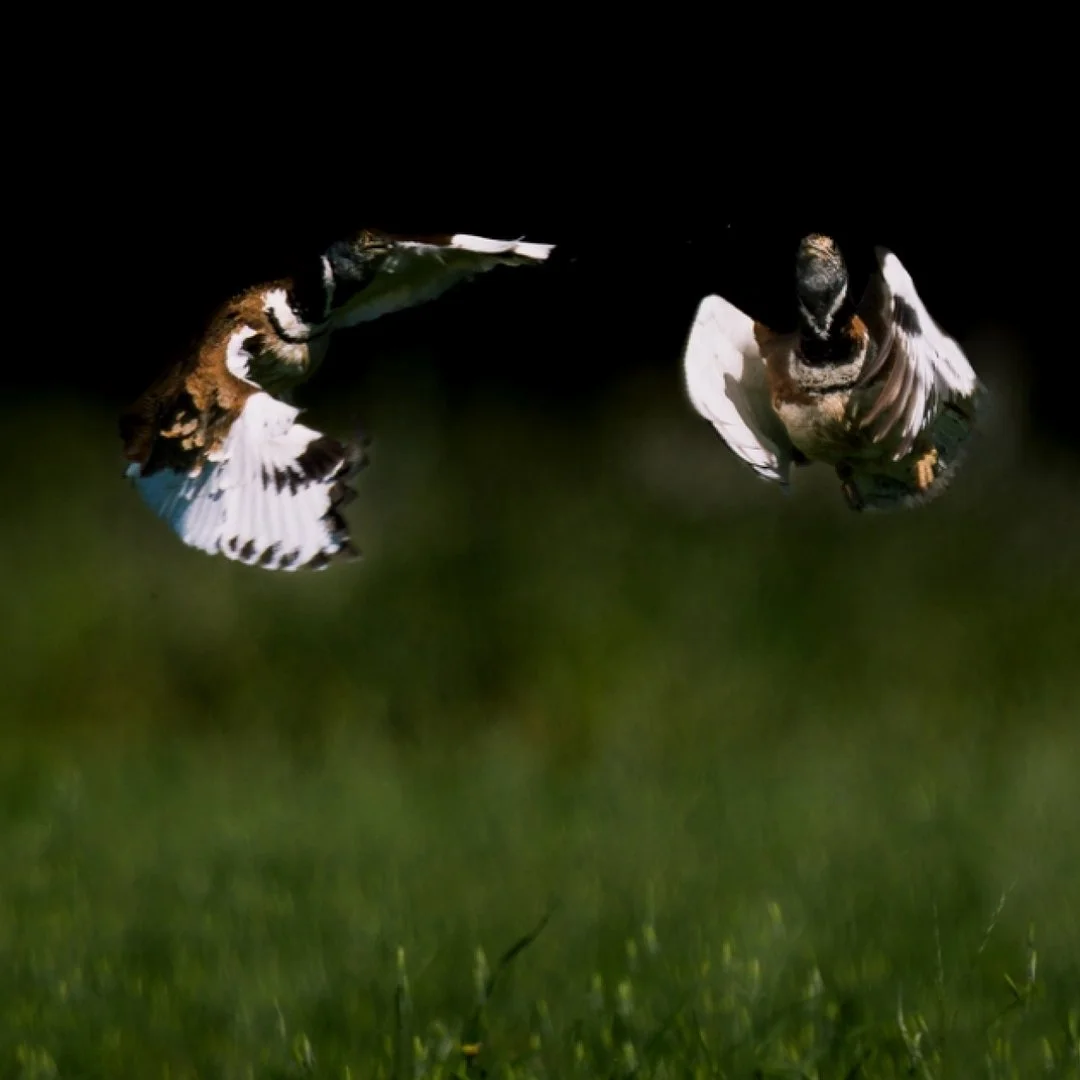 outardes-canepetieres.jpeg