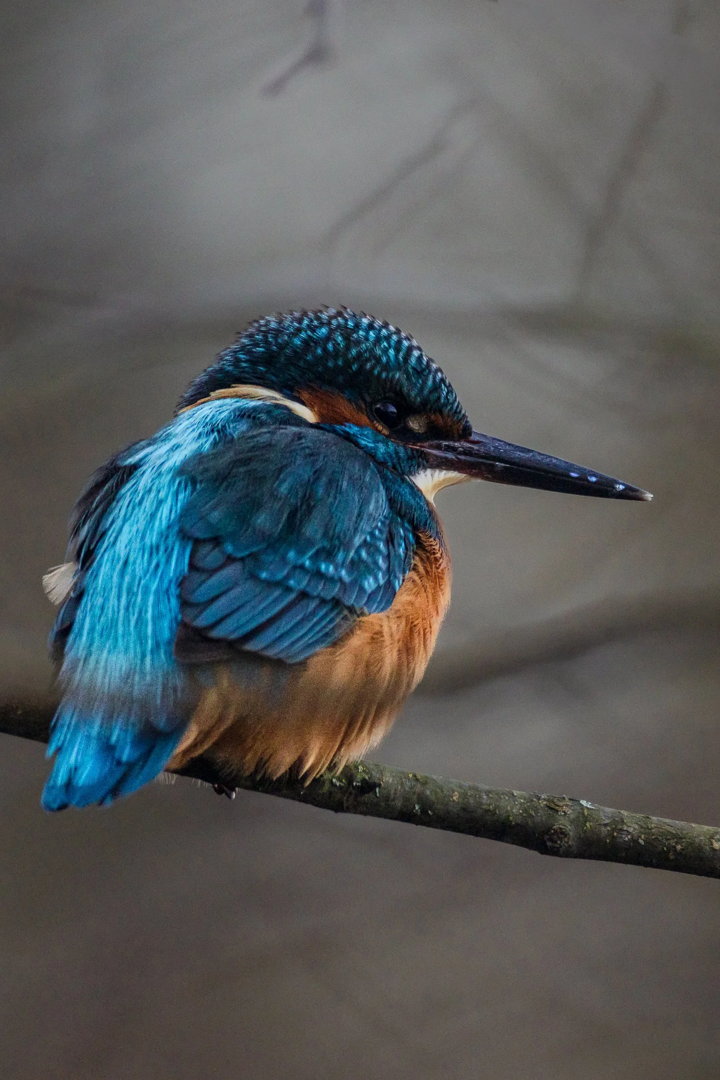 Portrait hivernal