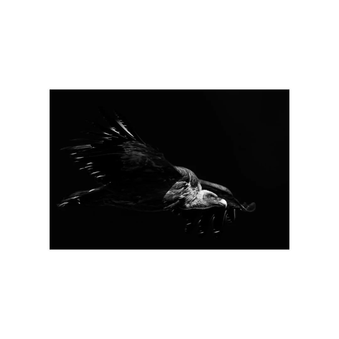 Vautour fauve en noir et blanc