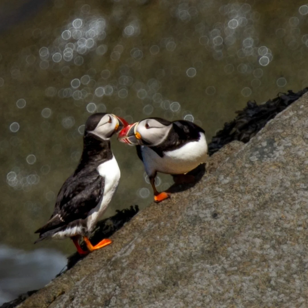 le-couple-de-macareux.jpeg