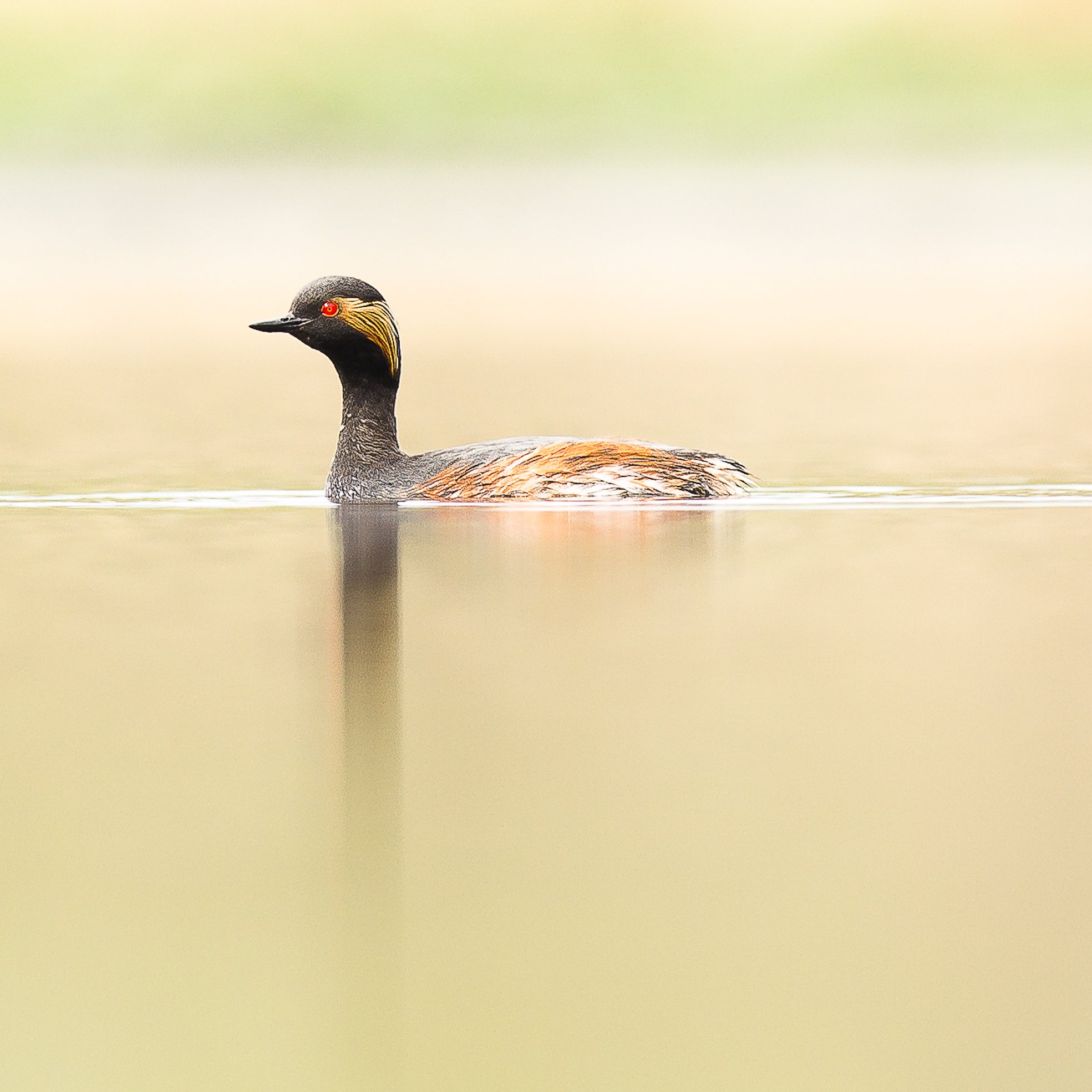 grebe-a-cou-noir.jpg