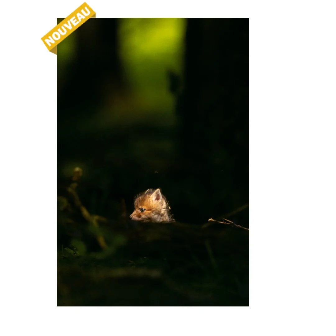 Le renardeau et la mouche [NEW]