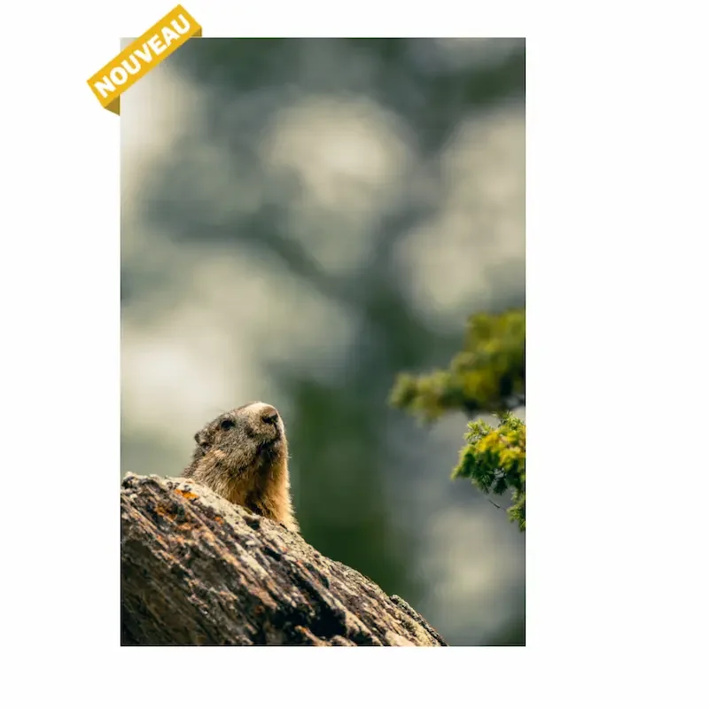 Marmotte sur son rocher, Haute-Maurienne