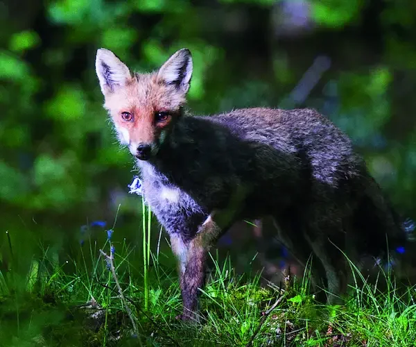 Entre prairies et forêts, un animal très attachant