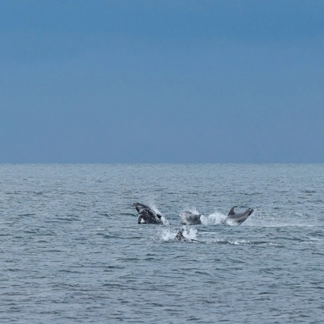 groupe de-grands-dauphins.jpeg