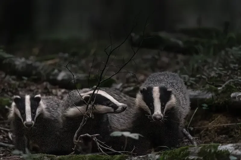 Famille de Blaireaux d'Europe, forêt d'Orléans