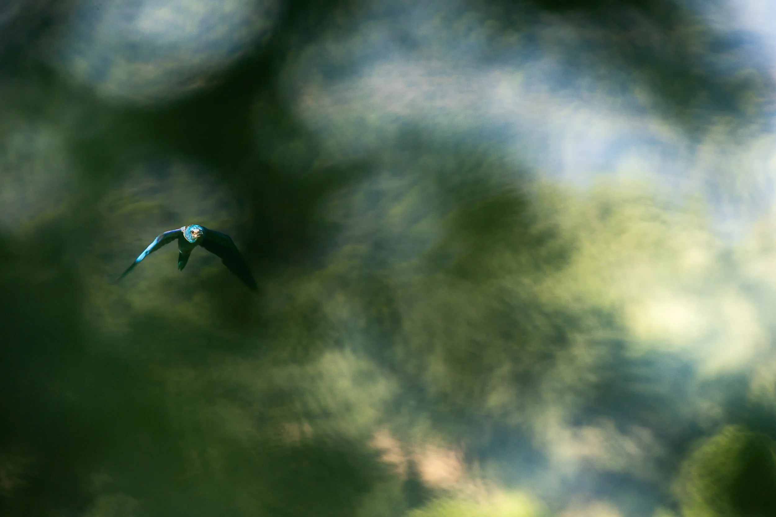 zoom
