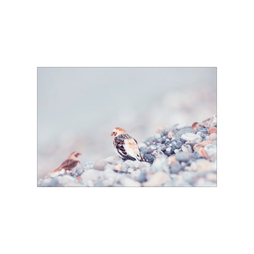 Bruants des neiges sur la plage de galets