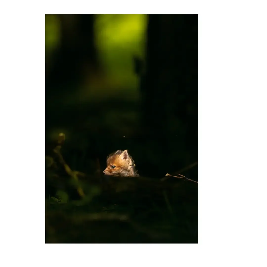 Tirage photo | Le renardeau roux et la mouche, forêt d'Orléans