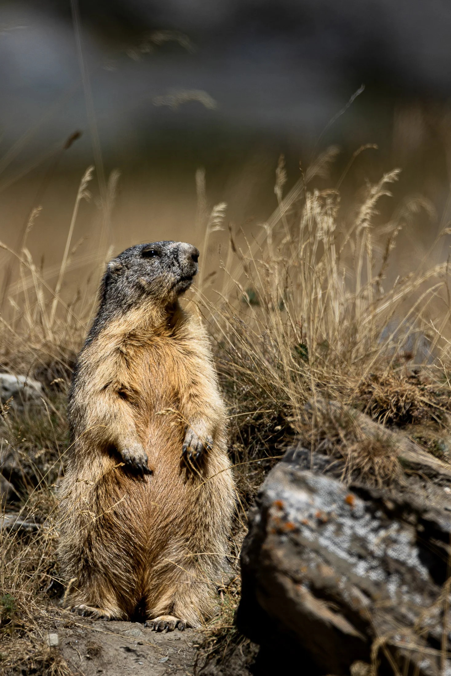 Marmotte-dans-les-alpes.jpg