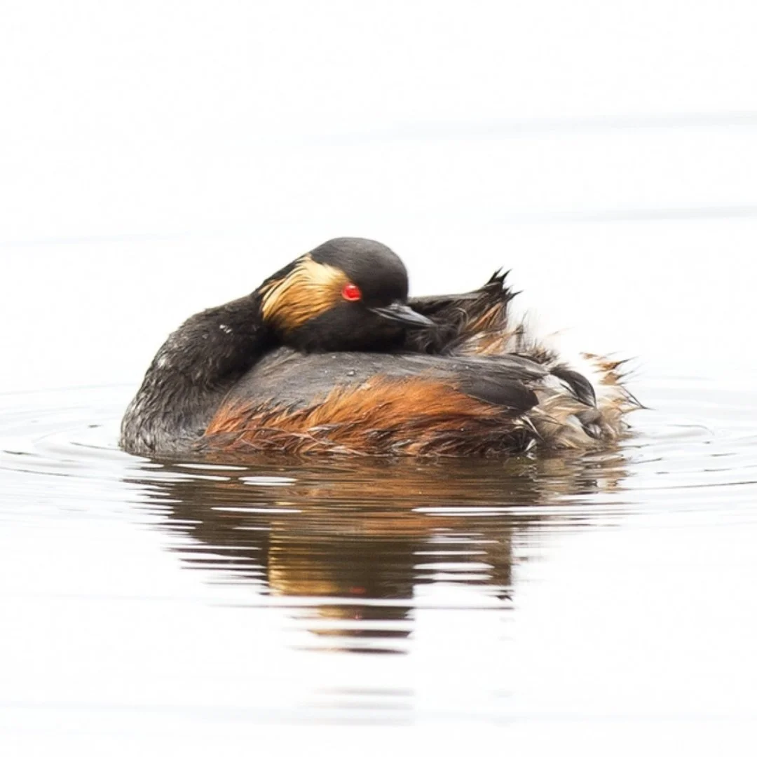 grebe-a-cou-noir-minimaliste.jpeg
