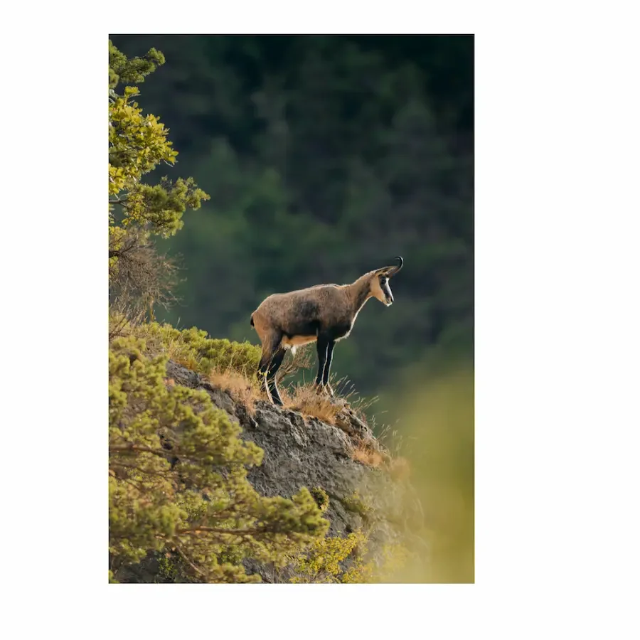Tirage photo | Chamois sur son promontoire rocheux, Cévennes