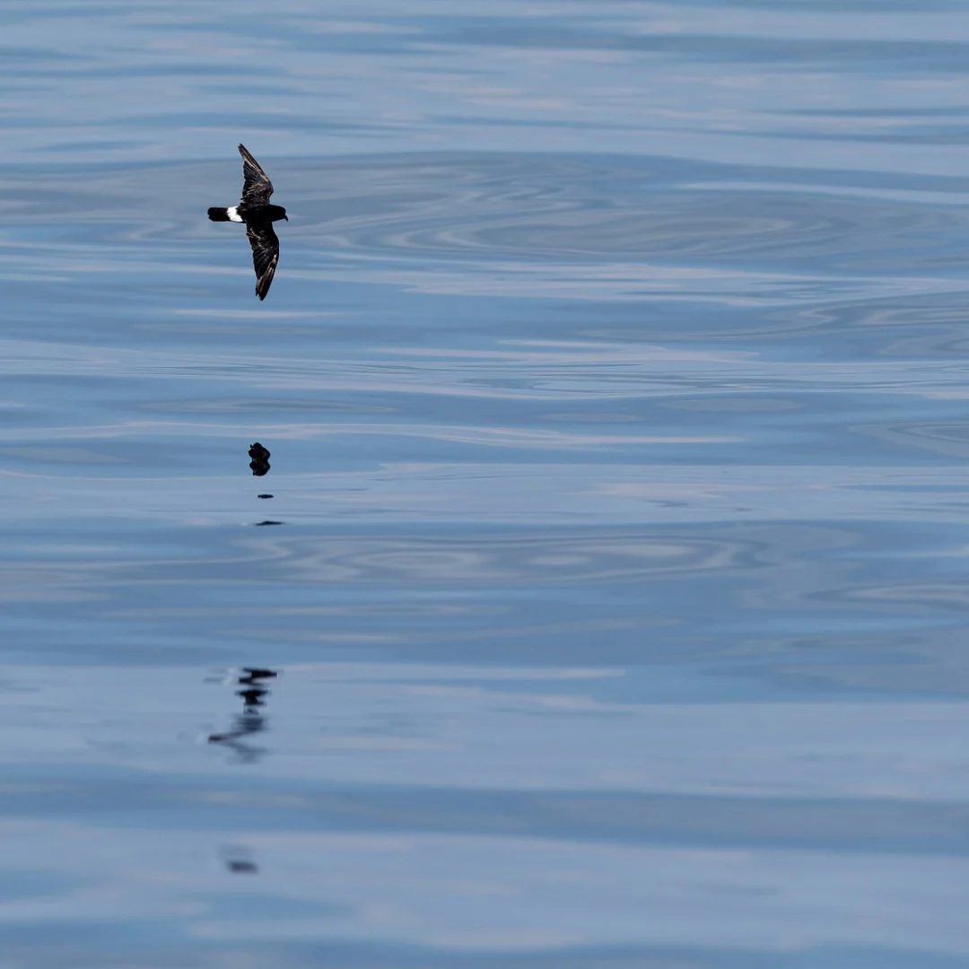 oceanite-morbihan.jpeg