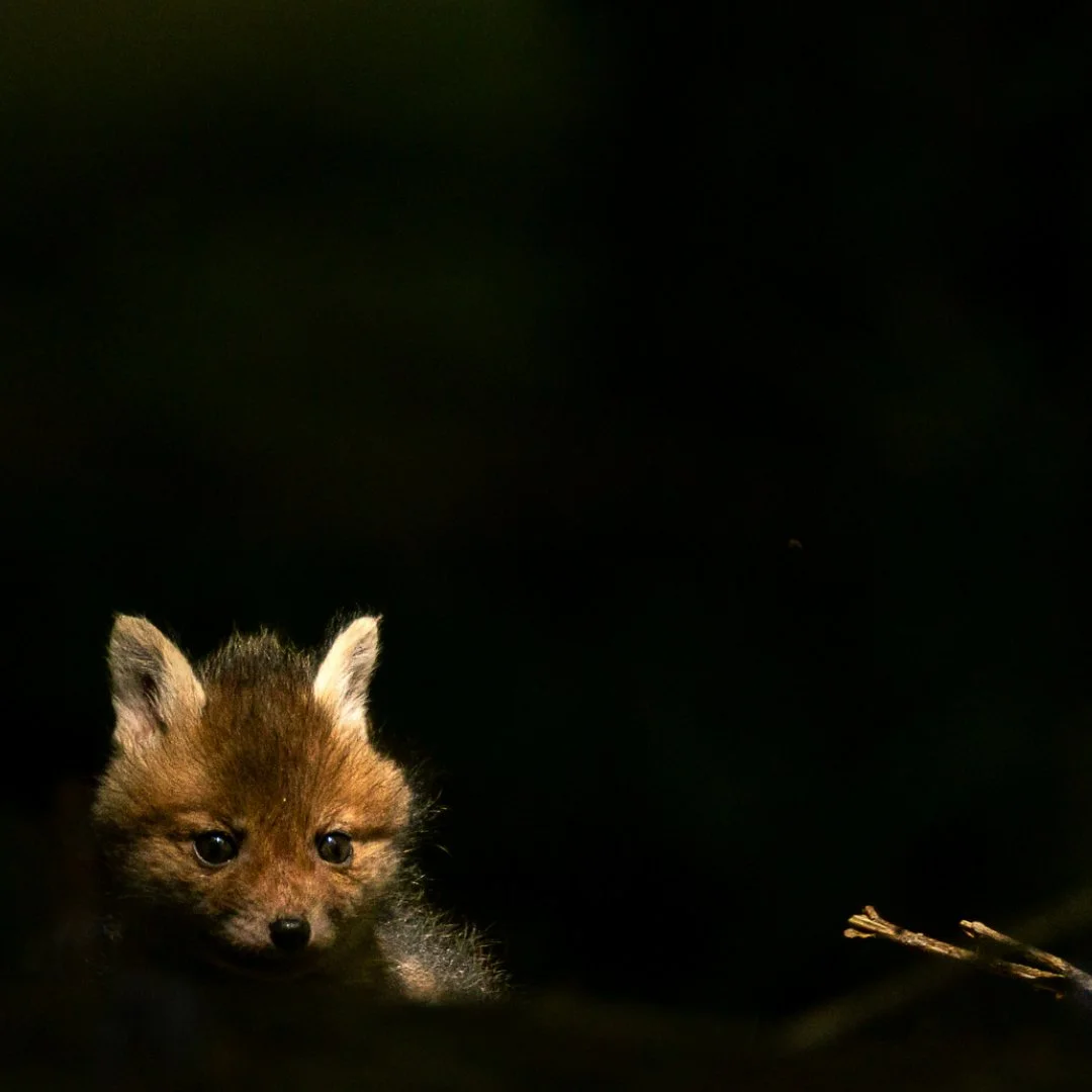 renard-dans-la-penombre.jpeg