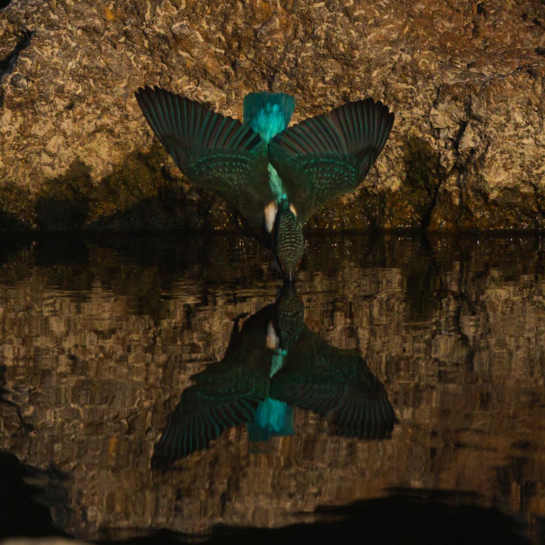 martin-pecheur-le-plongeon.jpeg