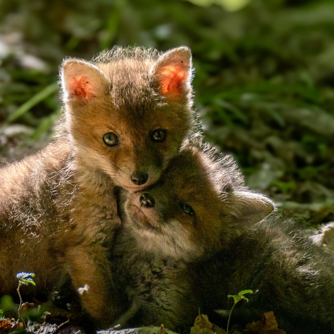 renards-la-fratrie.jpeg