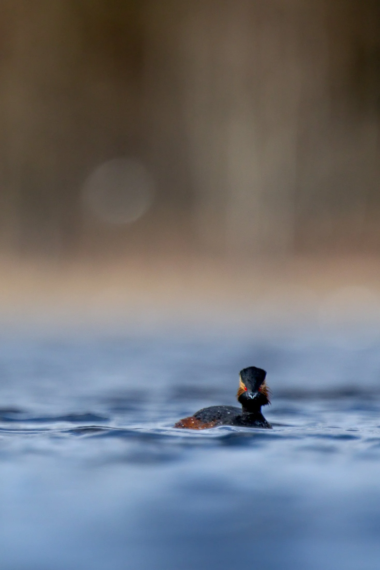 Grebe-a-cou-noir-solognot-a-fleur-d-eau.jpg