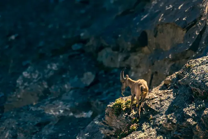 Bouquetin des Alpes en Haute-Maurienne