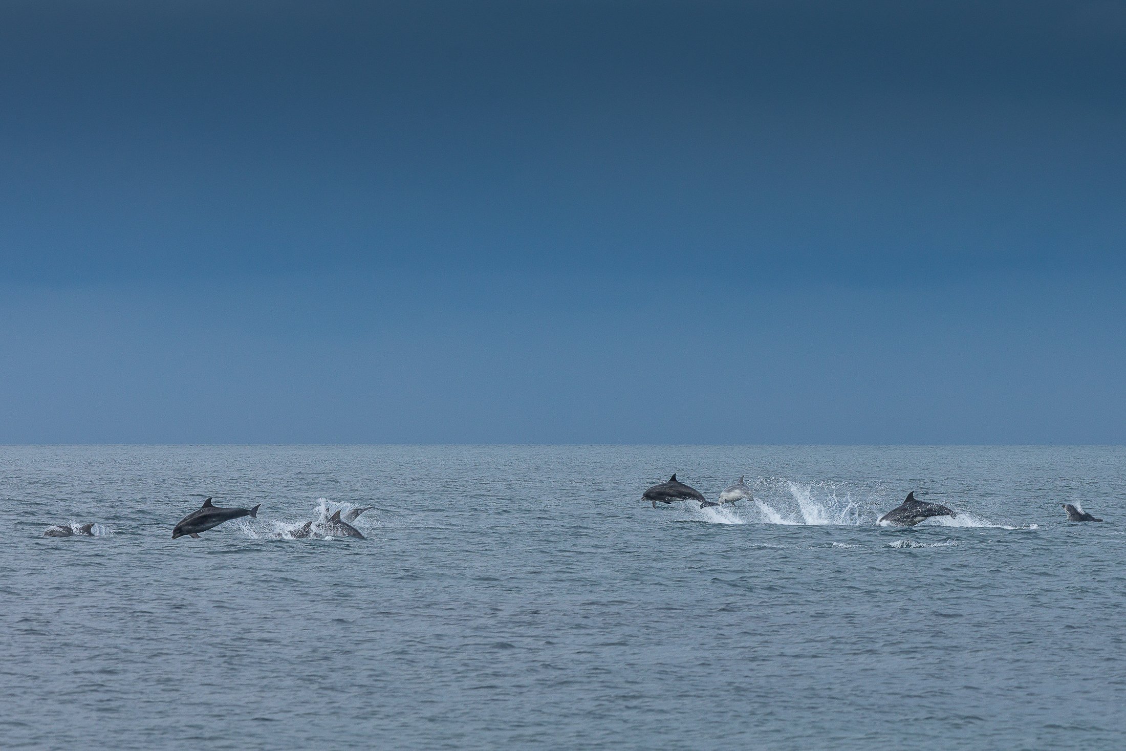 Grands-dauphins-dans-le-Cotentin.jpg