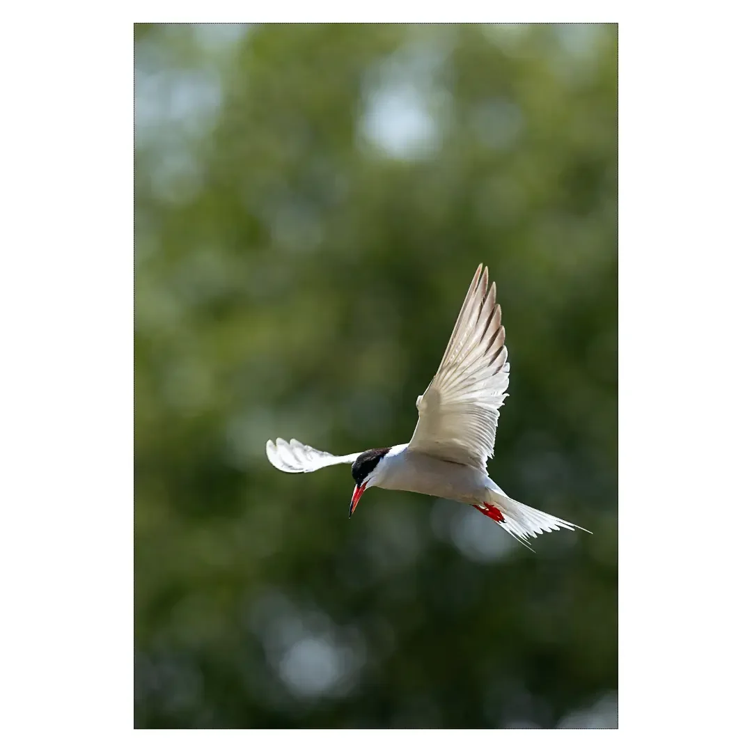 Tirage photo | Sterne pierregarin en vol stationnaire, Loire