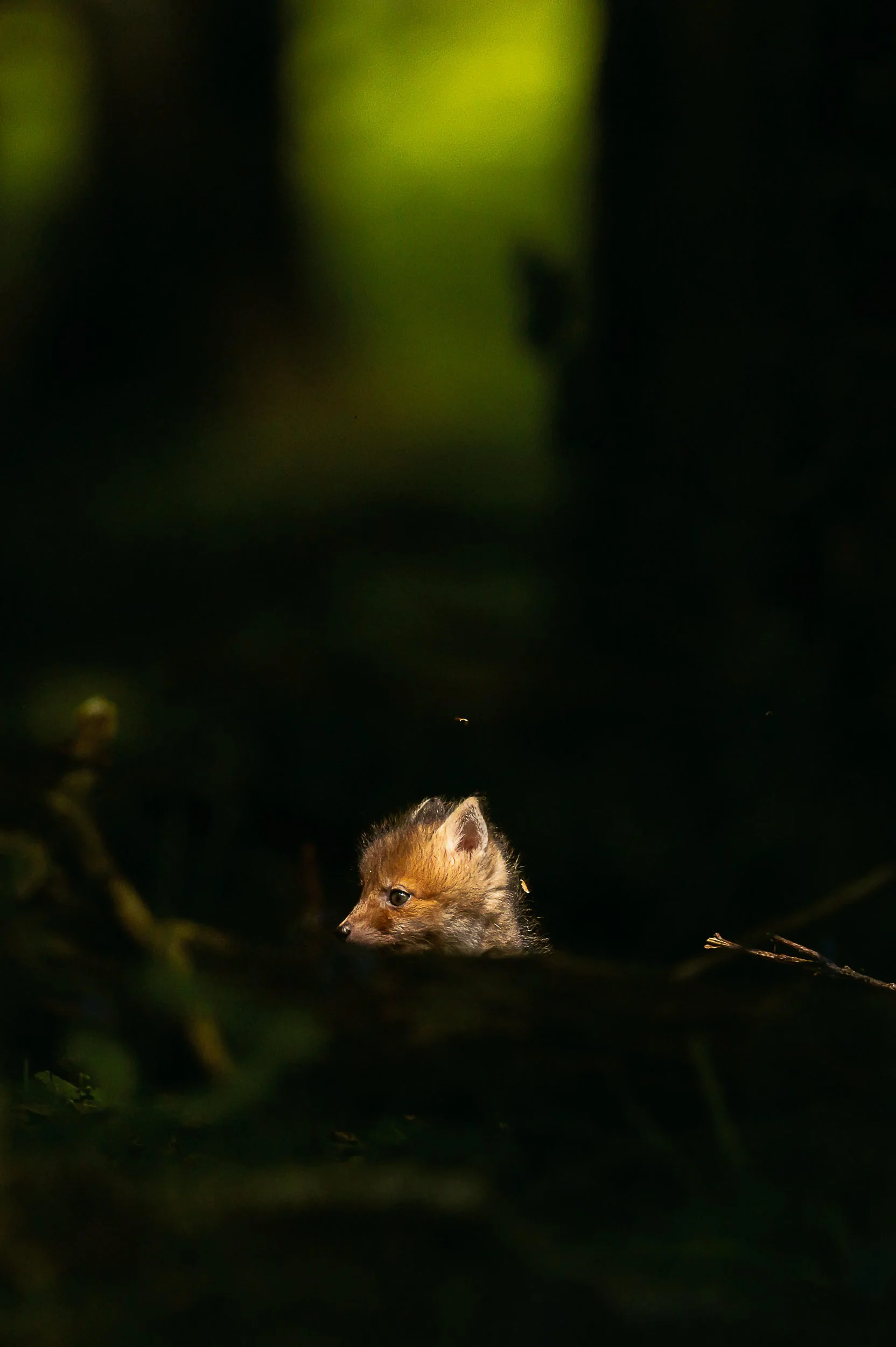 zoom