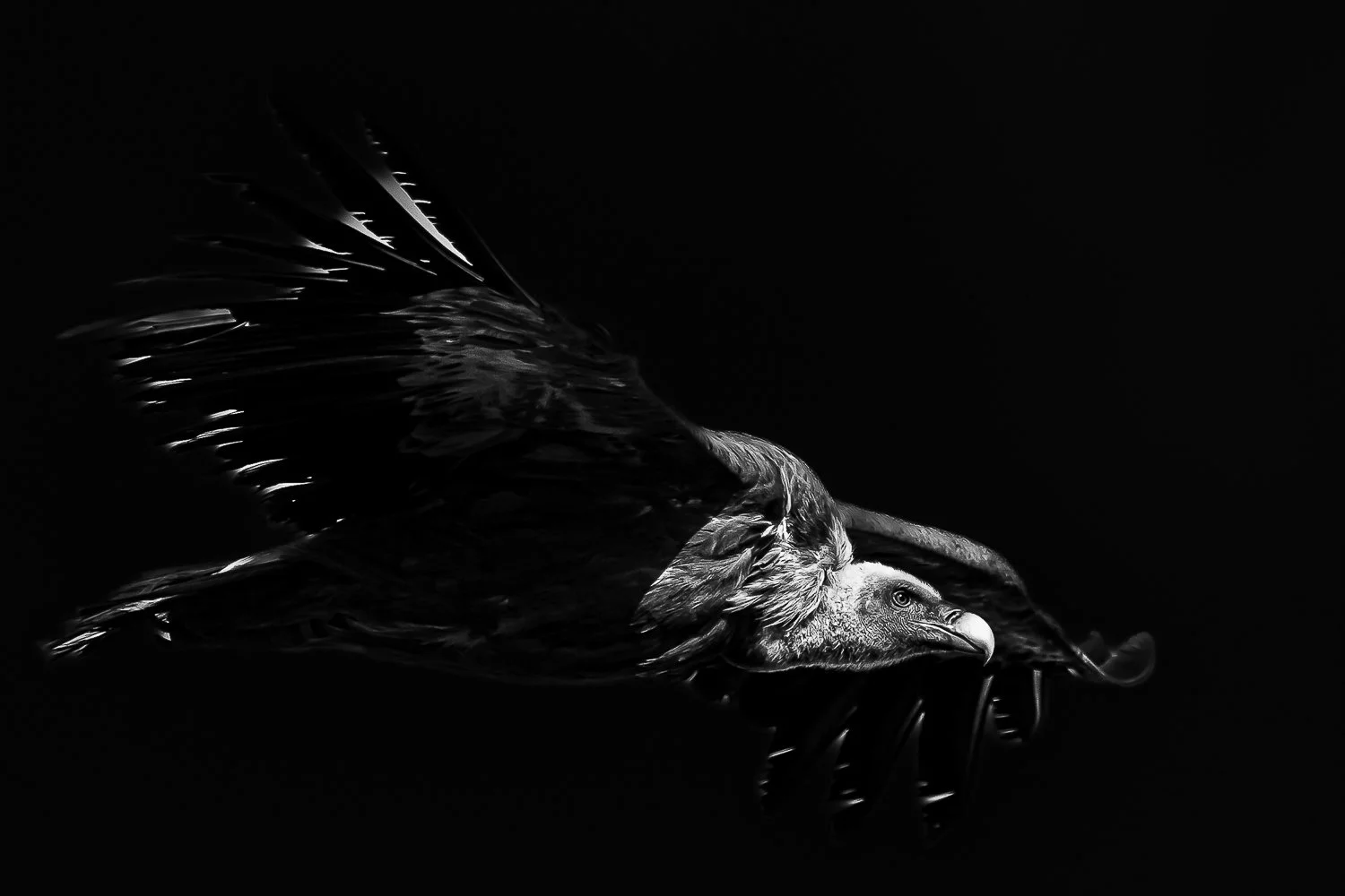 Vautour fauve en noir et blanc