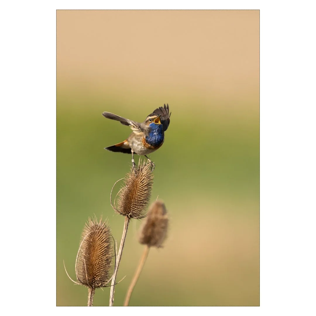 Gorge bleue sur son chardon