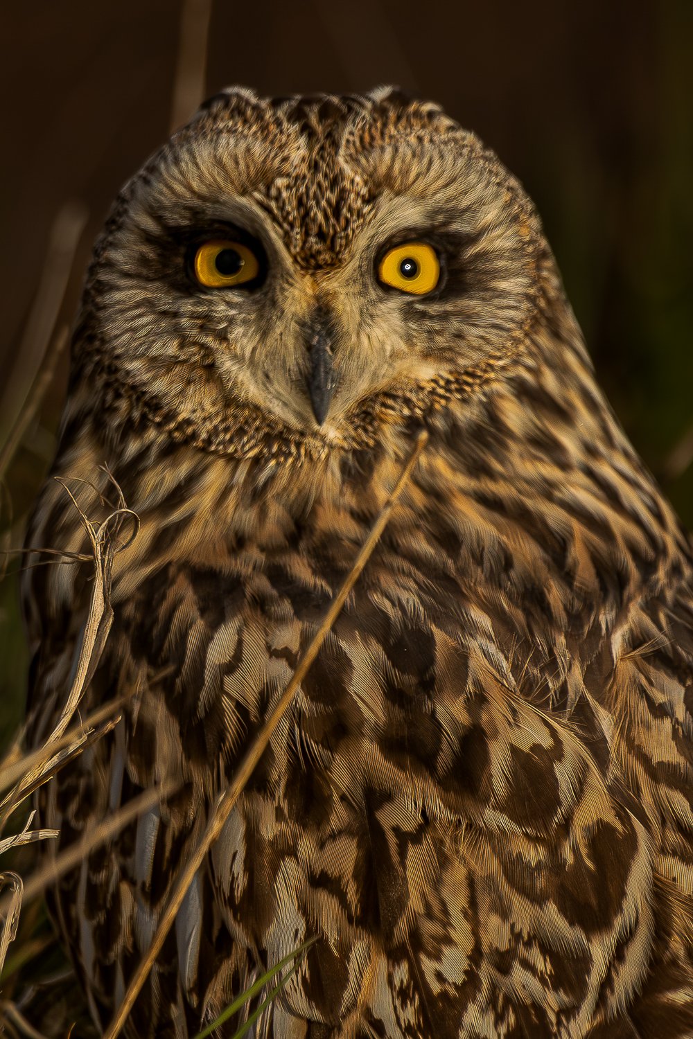 Portrait-du-Hibou-des-marais.jpg