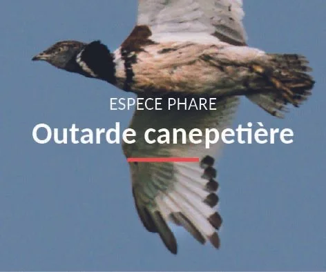 Outarde canepetière