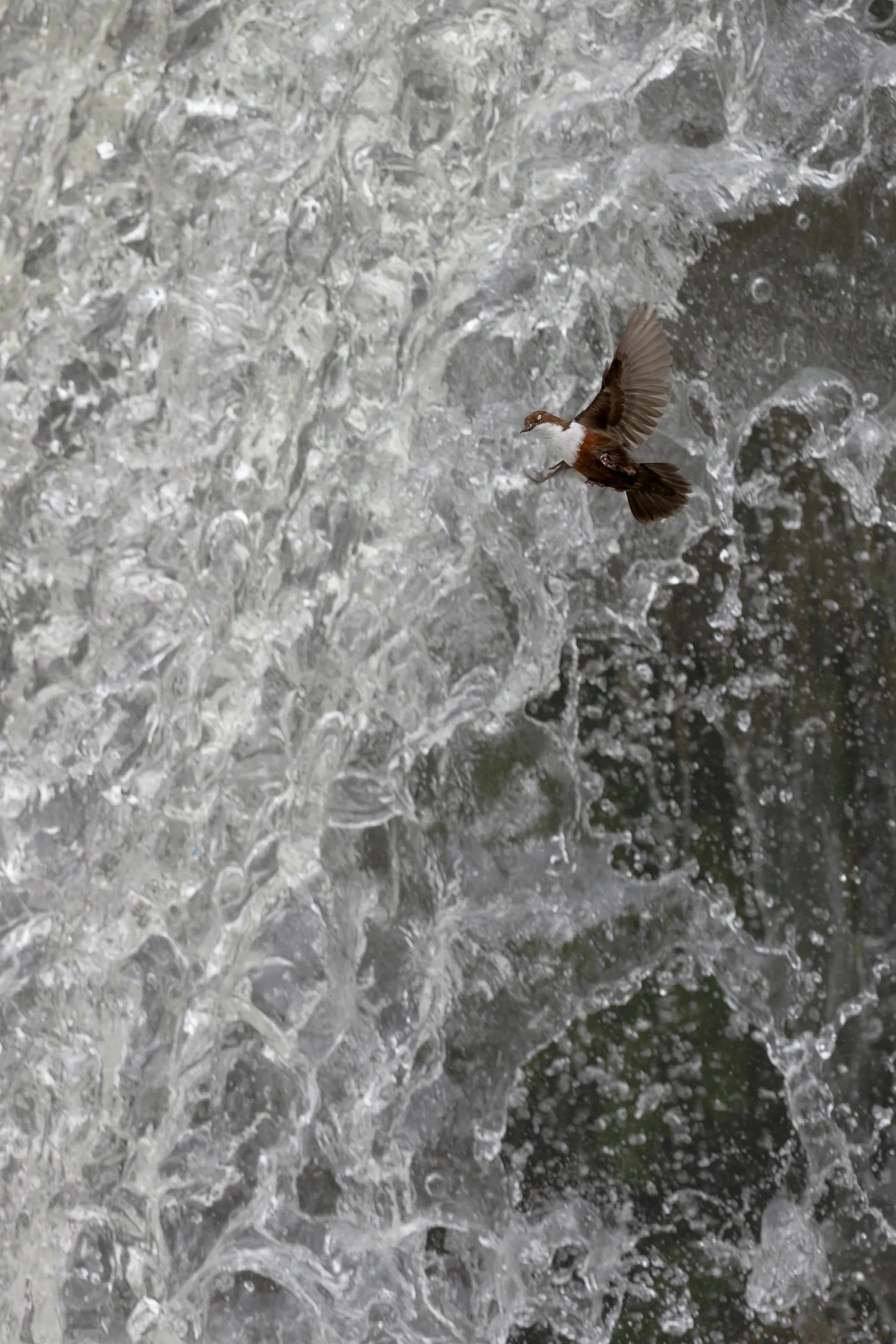 Cincle-plongeur-sortant-de-la-cascade.jpg