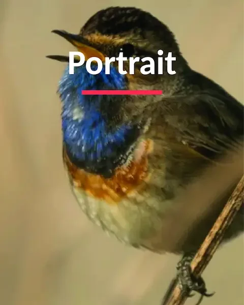 Vocalise de la Gorgebleue à miroir