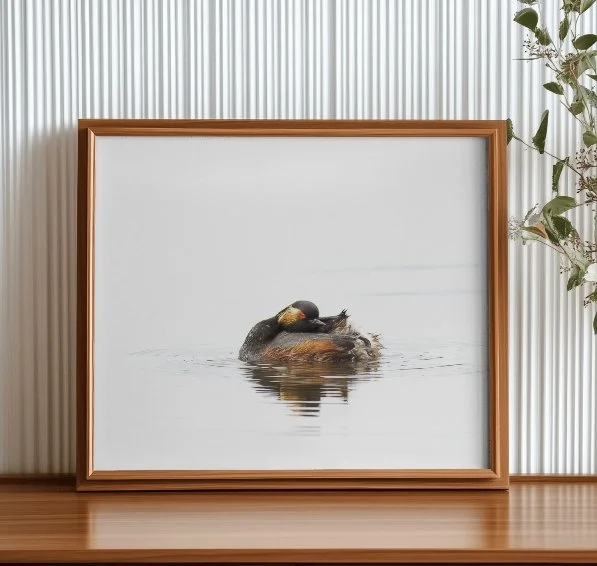 Grebe-a-cou-noir-minimaliste.jpg