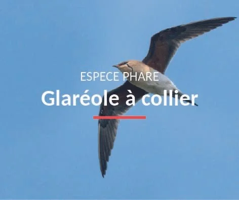 Glaréole à collier en vol