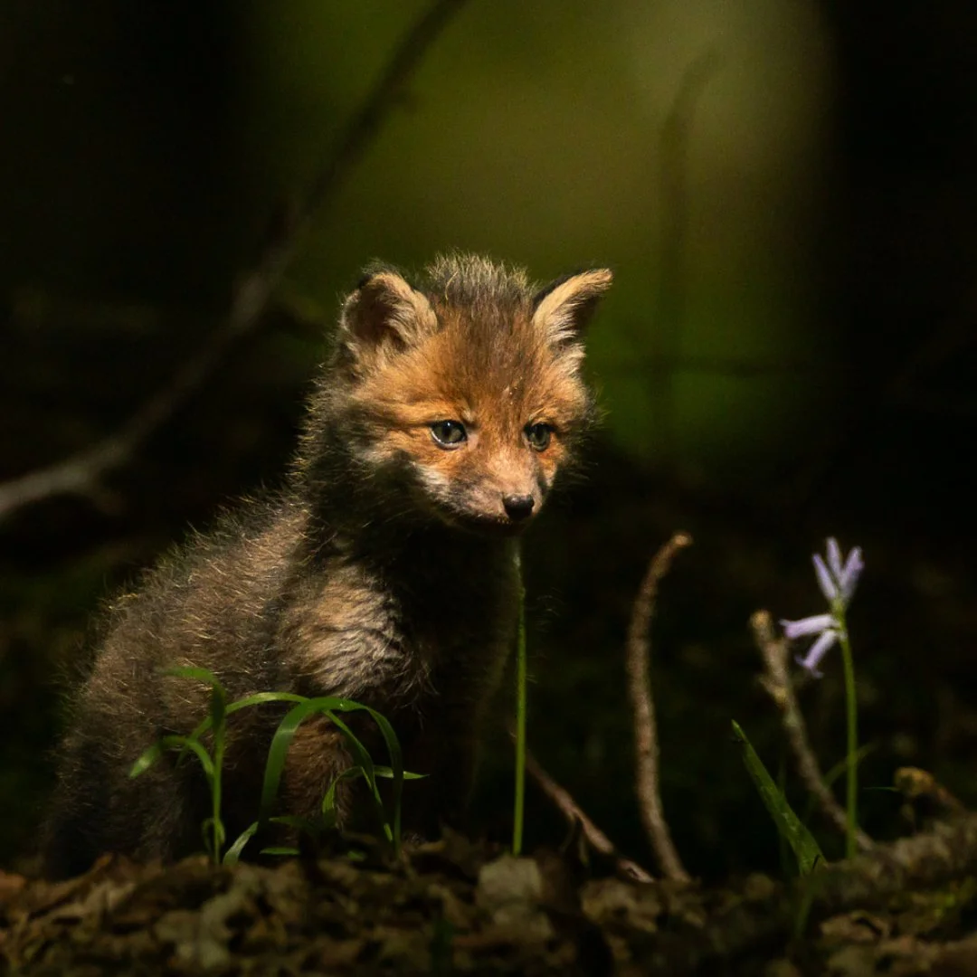 renard.jpeg