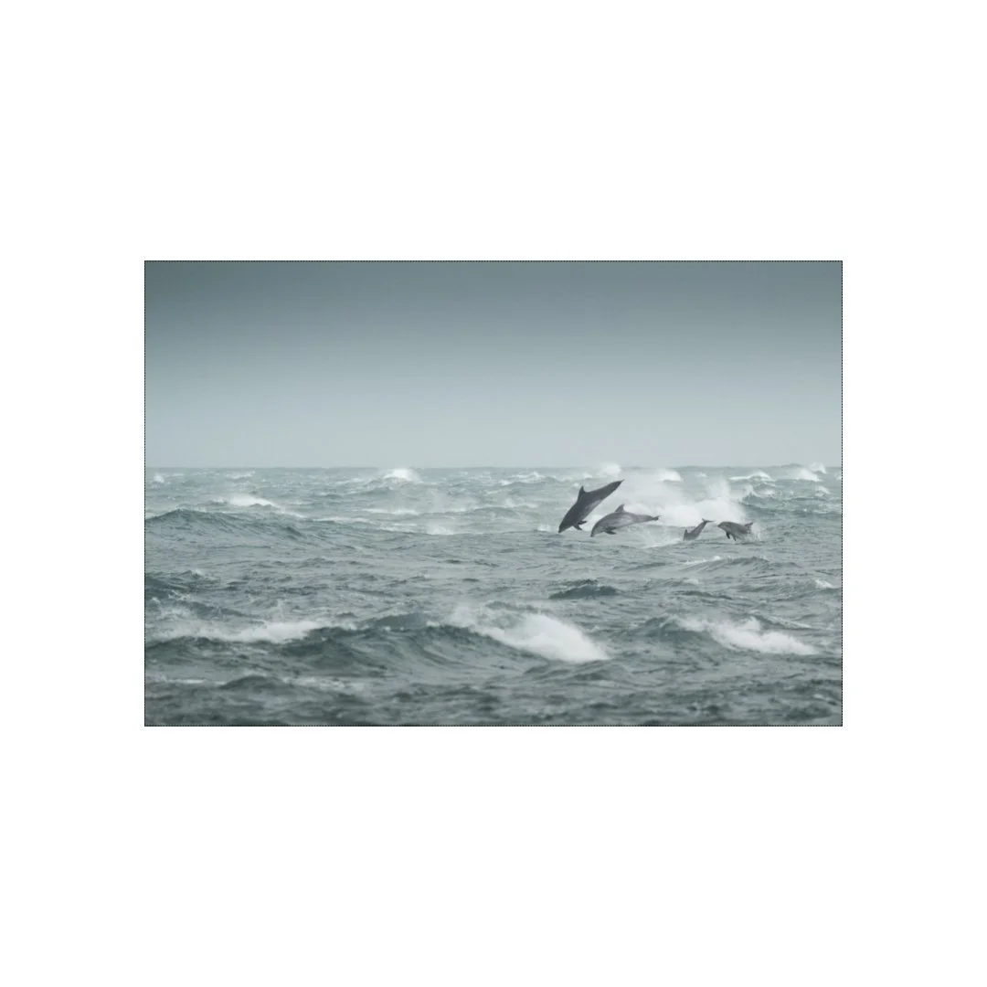 Grands dauphins dans la tempête