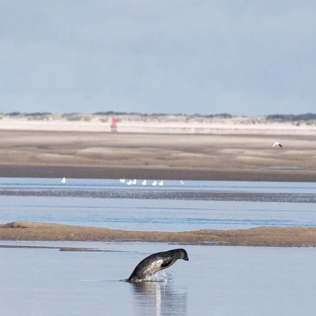 phoque-en-baie-de-somme.jpeg