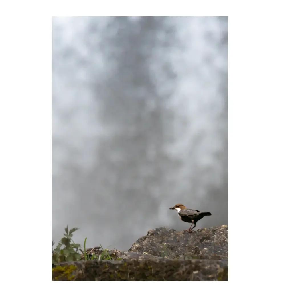 Tirage photo | Cincle plongeur devant la cascade, Jura