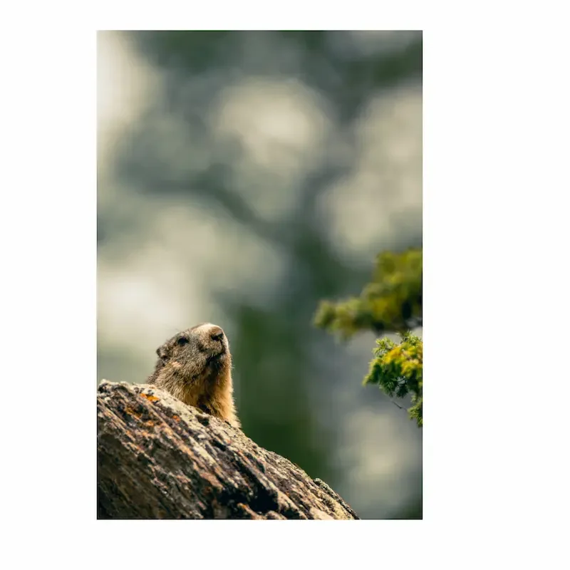 Tirage photo | Marmotte sur son rocher, Haute-Maurienne